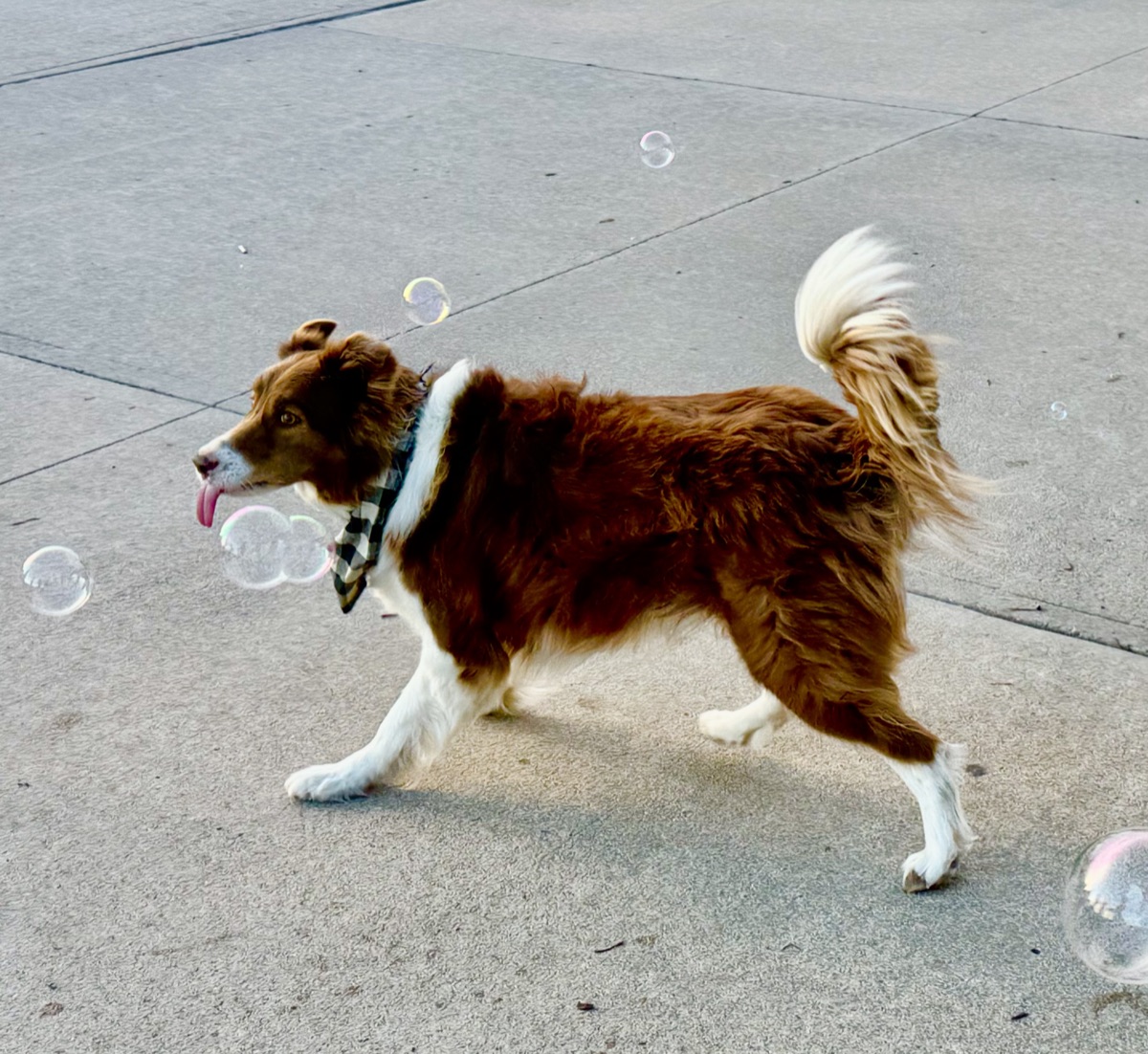 Sadie, Xavier’s border collie, chasing bubbles